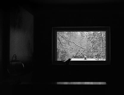 fugl, vindue, vinter, alene, isolation, sort og hvid, sort farve, mørk, ingen mennesker, gammel, indendørs, forladt, hjem interiør, arkitektur, hjemlige værelse, glas - materiale, billedramme, træ, dag, ramme, gennemsigtig, murbygningsfunktion, natur, tæt på, hus, livsstil, form, plante, 4K, CC0, offentligt domæne, royaltyfrie