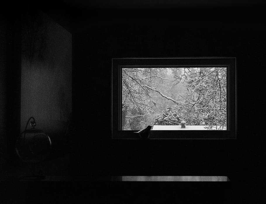 uccello, finestra, inverno, solo, isolamento, bianco e nero, colore nero, buio, nessuno, vecchio, in casa, abbandonato, interno di casa, architettura, stanza domestica, vetro - materiale, cornice, albero, giorno, telaio, trasparente, caratteristica della parete, natura, avvicinamento, Casa, stili di vita, forma, pianta, 4K