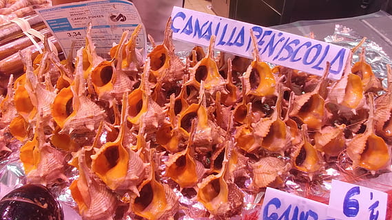 conch, shells, shellfish, seashell, market, food, freshness, food and drink, retail, meat, for sale, text, price tag, large group of objects, number, sale, still life, abundance, market stall, no people, high angle view, choice, communication, unhealthy eating, retail display, 4K, CC0, public domain, royalty free