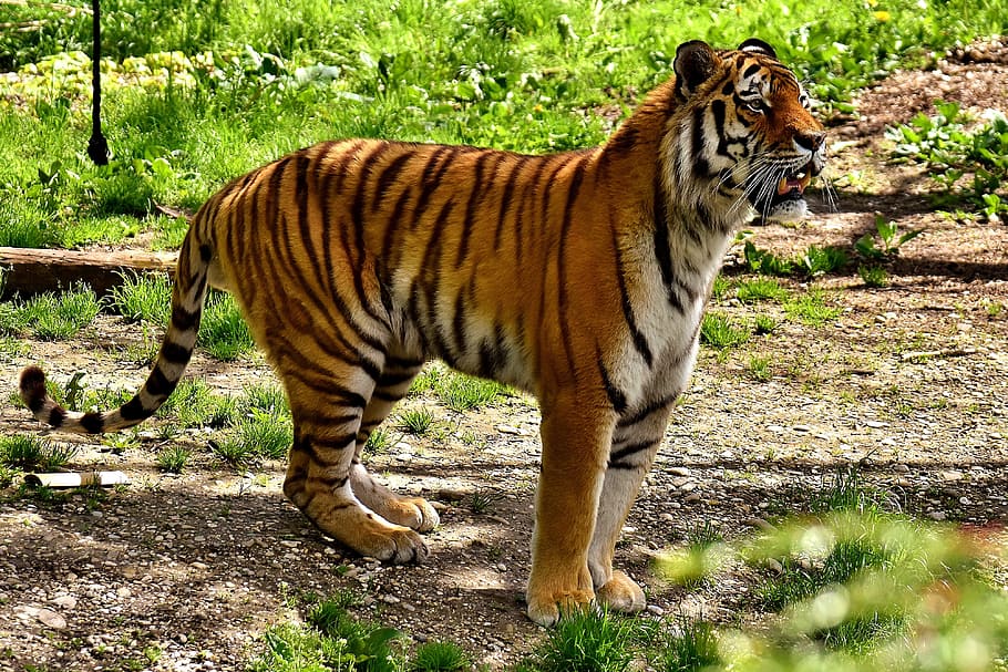 orange bengal tiger, orange, bengal tiger, tiger, rovdyr, pels, smuk, farligt, kat, dyreliv fotografering, dyr verden, tierpark hellabrunn, München, et dyr, dyr i naturen, dyre temaer, dyreliv, dag, feline, dyr, pattedyr, stor kat, carnivora, hvirveldyr, ingen mennesker, natur, jord, Skov, sollys, Mark, udendørs, Zoo, hvid tiger, 4K