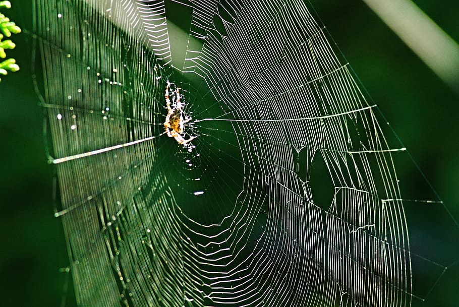 web, aranya, sol, creuat, jardí, web, aranya, macro, detallat, insecte, teixit, verd, patró, un animal, fauna animal, temes d'animals, animals a la natura, animal, teranyina, aràcnids, invertebrat, artròpode, primer pla, fragilitat, cap gent, supervivència, centrar-se en primer pla, naturalesa, dia, vulnerabilitat, zoologia, complexitat, a l'aire lliure, cames d’animal, 4K