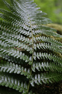 bregne, Skov, tæt på, selektiv fokusering, grøn farve, ingen mennesker, tekstil, mønster, fuld ramme, tekstureret, baggrunde, dag, natur, blad, plante del, skønhed i naturen, stilleben, plante, vækst, industri, detalje, 5K, CC0, offentligt domæne, royaltyfrie