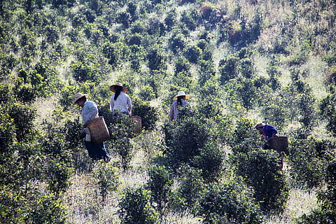 tea pickers, tea picking, work, plant, tree, day, nature, land, group of people, real people, men, growth, high angle view, vertebrate, outdoors, animal wildlife, beauty in nature, group of animals, leisure activity, women, sunlight, 5K, CC0, public domain, royalty free