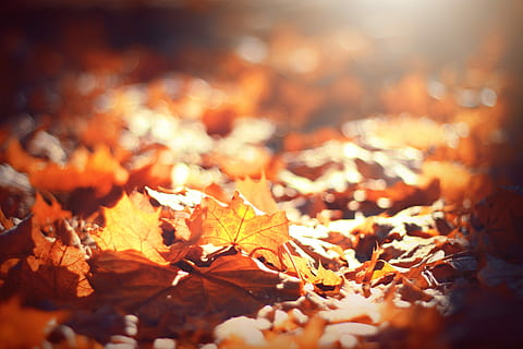 selective, focus photography, brown, leaves, brown withered leafed, leaf, autumn, fall, maple, orange, sunlight, sun, light, morning, cold, thanksgiving, season, change, leafe, plant part, maple leaf, nature, orange color, selective focus, maple tree, no people, dry, falling, close-up, backgrounds, beauty in nature, day, outdoors, tree, natural condition, autumn collection, surface level, 5K, CC0, public domain, royalty free
