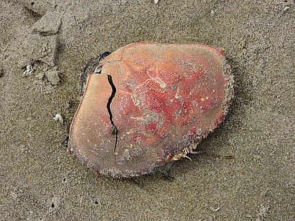 pantai, cangkang kepiting, Kepiting, kulit, pasir, tanah, tampilan sudut tinggi, laut, alam, tidak ada orang, hewan, air, satwa liar hewan, merapatkan, hari, di luar rumah, tema binatang, kehidupan laut, binatang di alam liar, keindahan di alam, satu binatang, kerikil, 4K, CC0, domain publik, bebas royalti