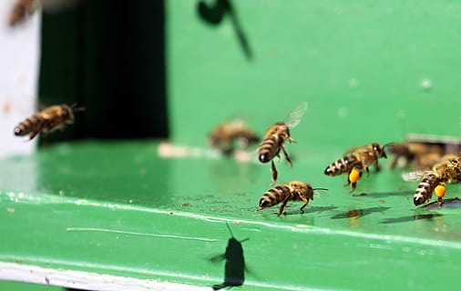 alveare, ape, animali, api, insetto, atterraggio, temi animali, animali allo stato selvatico, fauna selvatica, colore verde, grande gruppo di animali, gruppo di animali, animale, invertebrato, foglia, parte vegetale, messa a fuoco selettiva, avvicinamento, natura, gruppo medio di animali, nessuno, giorno, bellezza nella natura, all'aperto, 2K, CC0, dominio pubblico, privo di copyright