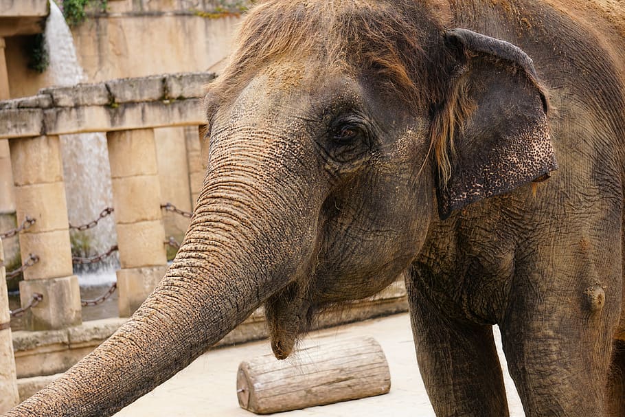 tancar, foto, elefant, durant el dia, estructura, ullals, ivori, arrugat, pell, animals, pell d’elefant, plegar, desert, marró, patró, naturalesa, textura, arrufar les celles, animal salvatge, ruesseltier, asia, elefant asiàtic, cabell, peülla, animal, temes d'animals, mamífer, part del cos dels animals, un animal, fauna animal, tronc d’animals, vertebrats, animals a la natura, cap gent, dia, zoo, safari, arbre, turisme, a l'aire lliure, destinacions de viatge, cap d’animals, elefant africà, herbívors, 5K