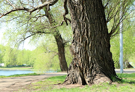 gri, trunchi de copac, verde, iarba gazonului, salcie, copac, trompă, latra, peisaj, natură, în aer liber, pădure, lac, parc, plantă, creştere, zi, nici o persoana, frumusețe în natură, liniște, teren, ramură, apă, să se concentreze asupra primelor elemente, lumina soarelui, Culoarea verde, 2K, CC0, domeniu public, fără drepturi de autor