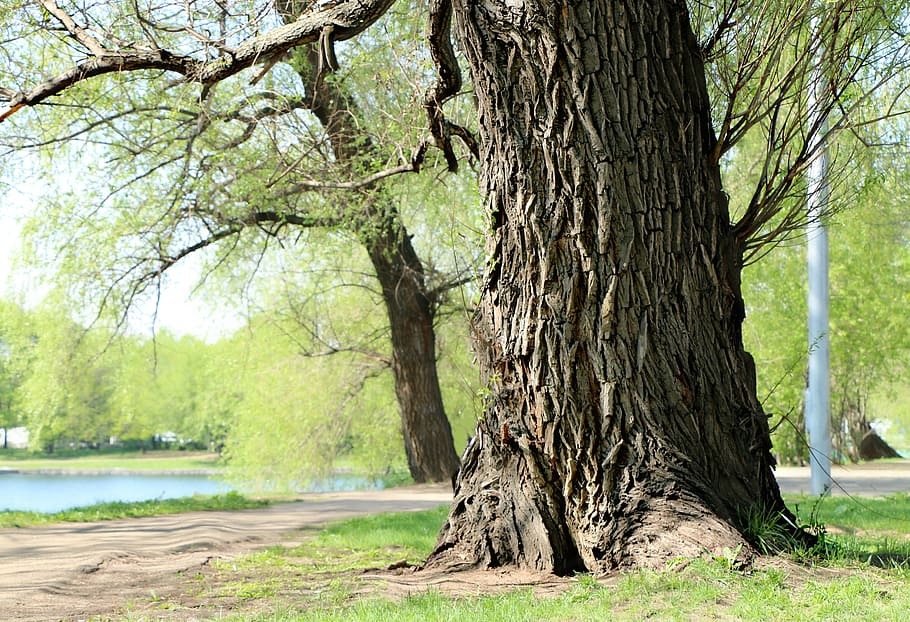 gris, tronc de l'arbre, verd, gespa d'herba, salze, arbre, tronc, escorça, paisatge, naturalesa, a l'aire lliure, bosc, estany, parc, planta, creixement, dia, cap gent, bellesa a la natura, tranquil·litat, terra, branca, aigua, centrar-se en primer pla, llum solar, color verd, 2K