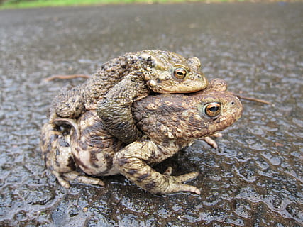 tudser, almindelige, parring, dyr, padde, fauna, europæisk, vild, dyreliv, miljø, Brun, grå, vortelignende, hud, slimet, grim, have, zoologi, biologi, portræt, arter, frø, dyre temaer, et dyr, hvirveldyr, dyr i naturen, ingen mennesker, krybdyr, dag, fokus på forgrunden, vand, tæt på, natur, sidebillede, dyreadfærd, dyr hoved, 2K, CC0, offentligt domæne, royaltyfrie