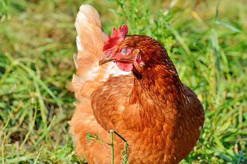 pollo, gallina, pollame, gamma, bestiame, azienda agricola, uccello, polli, animale, agricoltura, natura, temi animali, pollo - uccello, animali domestici, domestico, vertebrato, mammifero, un animale, nessuno, erba, avvicinamento, giorno, terra, pianta, campo, all'aperto, 4K, CC0, dominio pubblico, privo di copyright