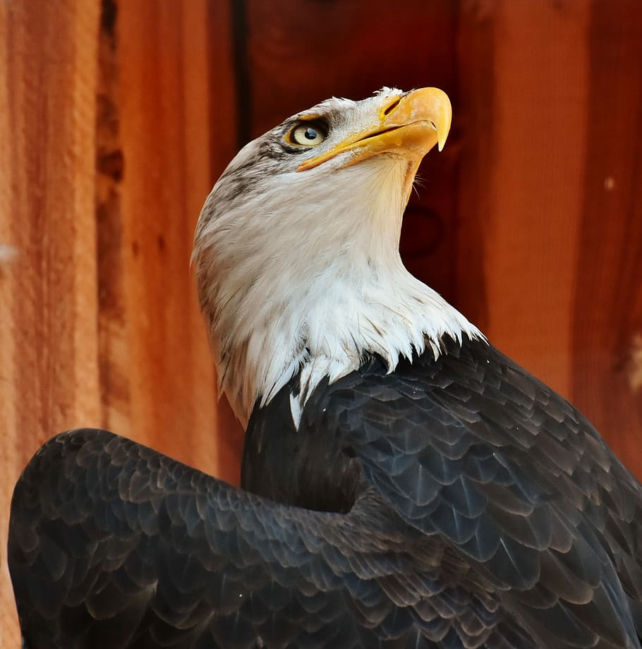 negre, blanc, foto de primer pla de l'àguila, Adler, àguila calba, parpella, ull, protecció, ocell, raptor, rapinyaire, factura, fotografia de fauna salvatge, ocell salvatge, animal, temes d'animals, vertebrats, un animal, fauna animal, animals a la natura, àguila, àguila - ocell, part del cos dels animals, primer pla, centrar-se en primer pla, cap gent, bec, mirant, mirant cap a fora, dia, cap d’animals, a l'aire lliure, falcó - ocell, 2K