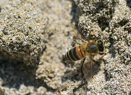 Honigbiene hocken, grau, Oberfläche, Nahaufnahmen, Biene, Sand, Insekt, schließen, Strand, Erde, tarnen, Tarnfarbe, klein, versteckt, kriechen, Fluginsekt, Tierthemen, Tier, Tierwelt, ein Tier, Tiere in freier Wildbahn, solide, wirbellos, Rock - Objekt, Rock, Natur, keine Leute, Nahansicht, Tag, draußen, texturiert, selektiver Fokus, Meer, Gliederfüßer, Wasser, Marine, 5K, CC0, gemeinfrei, lizenzfrei