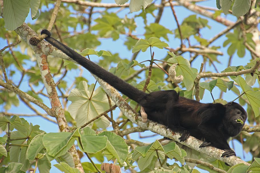 mico aullador, mico, cua, arbre, Costa Rica, menjar, animal, temes d'animals, branca, planta, fauna animal, animals a la natura, un animal, vertebrats, mamífer, full, part de la planta, naturalesa, primat, vista d’angle baix, cap gent, dia, a l'aire lliure, color negre, 5K