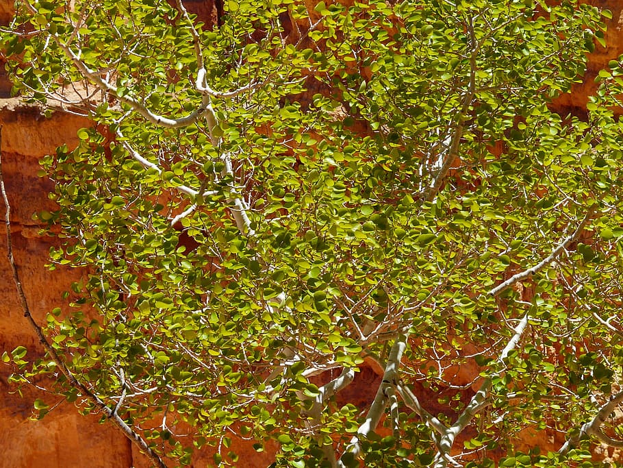 bedoll, arbre, arbre, fulla, fulles verdes, bedoll, arbre, full, fulles, verd, llum de fons, llum, airejat, planta, naturalesa, cap gent, a l'aire lliure, dia, creixement, color verd, bellesa a la natura, part de la planta, tranquil·litat, terra, branca, bosc, primer pla, marc complet, vista d’angle alt, aigua, camp, 2K
