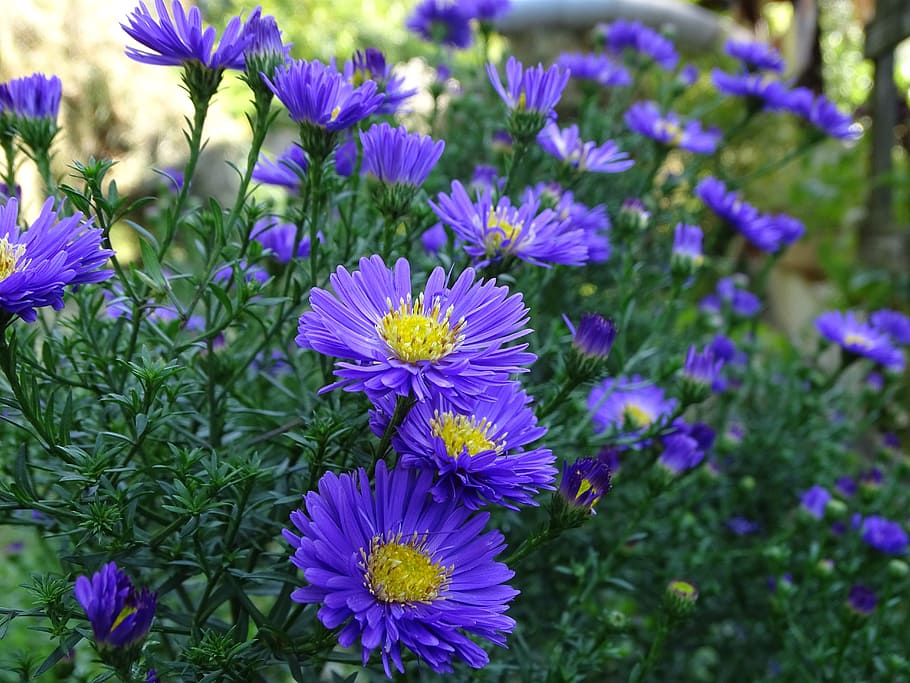 aster, herbstaster, kompositter, sød, sene sommer, efterår, tæt, efterår-blomster, blomstrende plante, blomst, plante, sårbarhed, skrøbelighed, skønhed i naturen, friskhed, kronblad, tæt på, blomsterhoved, lilla, blomsterstand, vækst, natur, ingen mennesker, fokus på forgrunden, dag, udendørs, botanik, blå, pollen, 5K