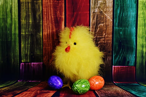 pollastre, pollets, Pasqua, ou, ous de Pasqua, ous de colors, plomatge, pollastres, aus de corral, primavera, gallina, niu, representació, animal, ou de Pasqua, celebració, festa, a l'interior, cap gent, representació animal, groc, temes d'animals, joguina, menjar, ocell jove, multicolor, material de fusta, natura morta, ocell, 5K, CC0, domini públic, lliure de regalies