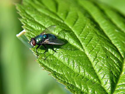 volar, full, tancar, insecte, naturalesa, verd, bluebottle, color verd, un animal, temes d'animals, animals a la natura, part de la planta, invertebrat, fauna animal, animal, primer pla, planta, creixement, tirar, mosca domèstica, dia, cap gent, ala dels animals, rosada, 4K, CC0, domini públic, lliure de regalies