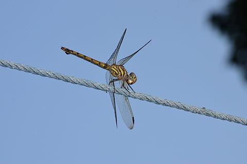 drage, fly, dragonfly, ett dyr, dyre temaer, dyr, virvelløse, himmel, insekt, dyreliv, blå, dyr i naturen, dyrfløyen, klar himmel, dyr kroppsdel, ingen folk, dag, natur, utendørs, nærbilde, tau, lav vinkel visning, rett under, dyr øye, 5K, CC0, offentlig domene, opphavsrett gratis
