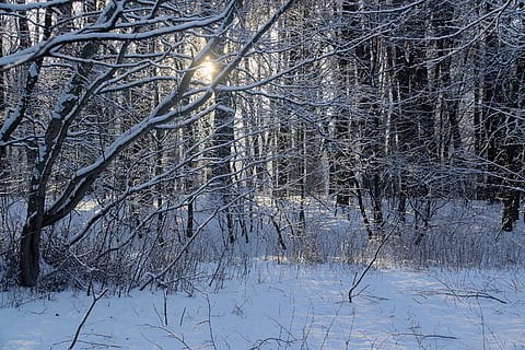 talvi-, lumi, näkymä, metsä, puu, maisema, luonto, valkoinen, Biel, aurinko, varjot, ilta, säteet, sää, auringossa, auringon säteet, kylmä lämpötila, paljas puu, tyyneys, kasvi, maa, kauneus luonnossa, maisemat - luonto, haara, ei ihmisiä, rauhallinen kohtaus, päällyste, ei-kaupunkikuvia, valkoinen väri, päivä, ulkona, 2K, CC0, public domain, rojaltivapaa