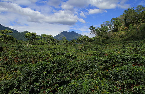 antenne, Foto, jungle, landskab, himmel, skyer, solnedgang, natur, bjerglandskab, guatemala, bjerg, høje bjerge, bjergbestigning, kaffe, vulkan, udendørs, plante, træ, sky - himmel, vækst, grøn farve, skønhed i naturen, scenics - natur, miljø, ro, jord, rolig scene, ingen mennesker, ikke-urbane scene, frodig løv, løv, dag, vulkansk krater, plantage, regnskov, 4K, CC0, offentligt domæne, royaltyfrie