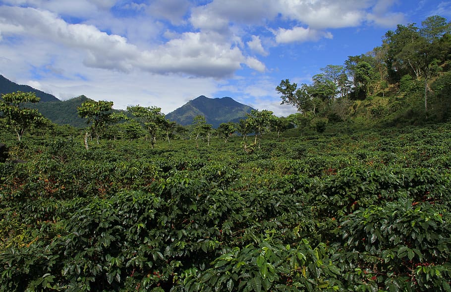 antenne, Foto, jungle, landskab, himmel, skyer, solnedgang, natur, bjerglandskab, guatemala, bjerg, høje bjerge, bjergbestigning, kaffe, vulkan, udendørs, plante, træ, sky - himmel, vækst, grøn farve, skønhed i naturen, scenics - natur, miljø, ro, jord, rolig scene, ingen mennesker, ikke-urbane scene, frodig løv, løv, dag, vulkansk krater, plantage, regnskov, 4K