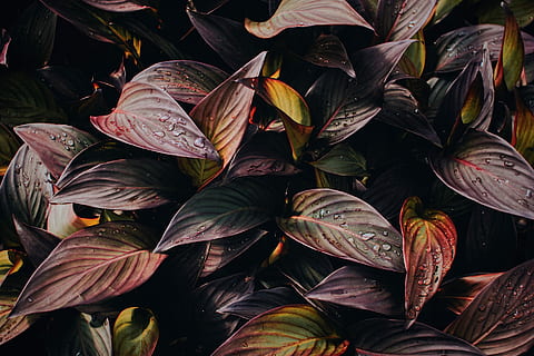 viola, verde, le foglie, acqua, dovuto, rosso, pianta, parte vegetale, foglia, crescita, bellezza nella natura, natura, nessuno, giorno, avvicinamento, fragilità, freschezza, vulnerabilità, all'aperto, sfondi, fotogramma intero, colore verde, vista dall'alto, botanica, bagnato, fiore, 2K, CC0, dominio pubblico, privo di copyright