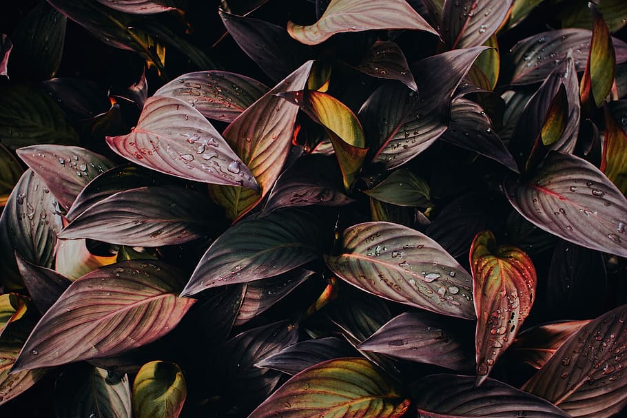 viola, verde, le foglie, acqua, dovuto, rosso, pianta, parte vegetale, foglia, crescita, bellezza nella natura, natura, nessuno, giorno, avvicinamento, fragilità, freschezza, vulnerabilità, all'aperto, sfondi, fotogramma intero, colore verde, vista dall'alto, botanica, bagnato, fiore, 2K