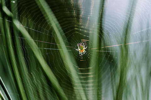 cobweb, spider, network, insect, arachnid, nature, spider Web, animal, macro, close-up, wildlife, animal themes, animal wildlife, invertebrate, one animal, animals in the wild, arthropod, fragility, no people, animal body part, survival, day, beauty in nature, green color, web, animal leg, outdoors, complexity, poisonous, 5K, CC0, public domain, royalty free