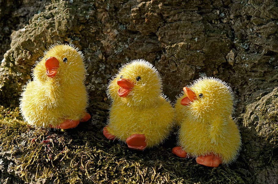Pascua de Resurrección, pollo, decoración, decoración de pascua, primavera, Felices Pascuas, saludos de Pascua, decoraciones de pascua, saludo de pascua, alegre, amarillo, feliz, querido, alegría, tema de pascua, emoción, sensación, felicidad, estado animico, satisfecho, gracioso, tarjeta de felicitación, decorativo, pollitos, trillizos, pájaro joven, pájaro, de cerca, temas de animales, animal joven, nadie, grupo de animales, naturaleza, animal, día, pollo - pájaro, vertebrado, cactus, ganado, vista de alto ángulo, color verde, al aire libre, animales en la naturaleza, fauna animal, 4K