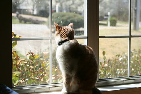 Cat, Shadow, Light, Window, Indoors, Pet, one animal, animal themes, glass - material, looking through window, day, mammal, animal, domestic cat, domestic animals, pets, feline, domestic, transparent, vertebrate, window sill, looking, rear view, no people, whisker, window frame, 4K, CC0, public domain, royalty free