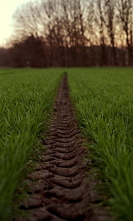 neumático, camino, trigo verde, trayectoria del neumático, verde, trigo, pista, la carretera, campo, verano, sendero, suciedad, rural, nadie, escénico, tierra, barro, huellas de neumáticos, agricultura, escena rural, hierba, naturaleza, crecimiento, planta, color verde, el camino a seguir, dirección, enfoque selectivo, tranquilidad, árbol, paisaje, día, perspectiva decreciente, al aire libre, escena tranquila, nivel de la superficie, largo, 2K, CC0, dominio público, libre de derechos