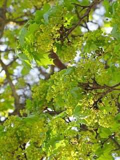 Frühling, kann, Ahorn, Laubbaum, Ahornzweig, Geäst, hellgrün, Wachstum, Pflanze, Blatt, grüne Farbe, Pflanzenteil, Baum, Natur, Schönheit in der Natur, keine Leute, Ast, Tag, Essen und Trinken, Nahansicht, Frische, draußen, Flachwinkelansicht, Lebensmittel, Sonnenlicht, gesundes Essen, Ruhe, 4K, CC0, gemeinfrei, lizenzfrei