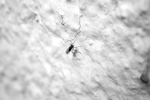 error, mosquit, volar, insecte, plaga, animal, malària, naturalesa, paràsit, macro, petit, invertebrat, temes d'animals, animals a la natura, fauna animal, un animal, primer pla, enfocament selectiu, dia, cap gent, a l'aire lliure, ala dels animals, sòlid, zoologia, rock - object, rock, part del cos dels animals, 2K, CC0, domini públic, lliure de regalies