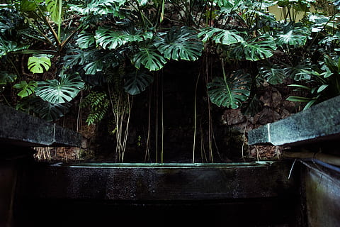 selectiu, focalitzar la fotografia, verd, fulles, planta, cova, plans, cascada, aigua, piscina, full, creixement, arbre, cap gent, arquitectura, naturalesa, dia, estructura construïda, part de la planta, material de fusta, color verd, clima tropical, a l'aire lliure, casa, edifici, sostre, finestra, vista d’angle baix, 5K, CC0, domini públic, lliure de regalies