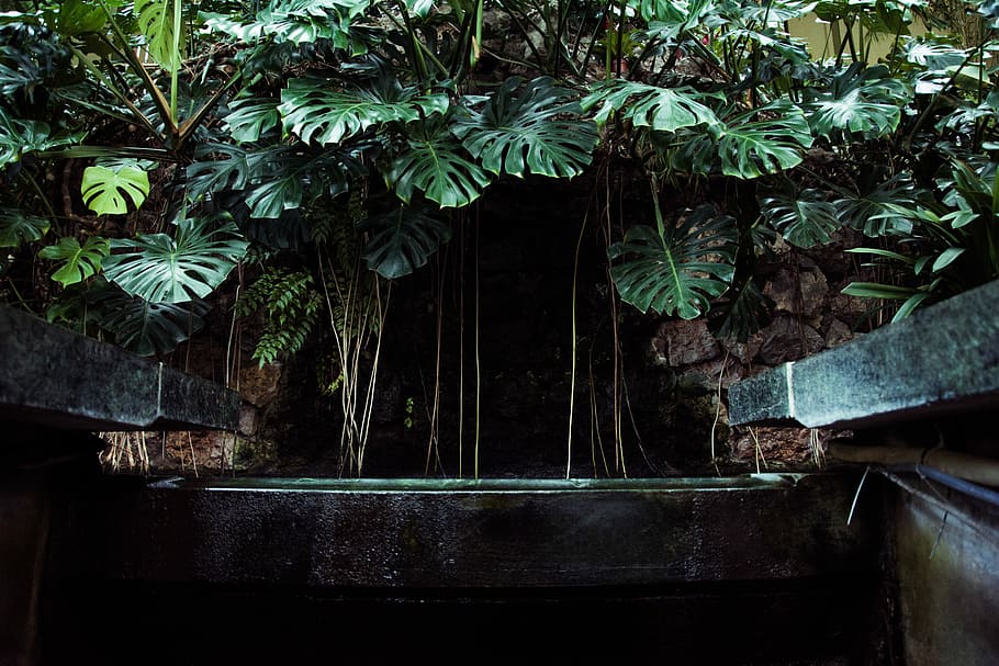 selectiu, focalitzar la fotografia, verd, fulles, planta, cova, plans, cascada, aigua, piscina, full, creixement, arbre, cap gent, arquitectura, naturalesa, dia, estructura construïda, part de la planta, material de fusta, color verd, clima tropical, a l'aire lliure, casa, edifici, sostre, finestra, vista d’angle baix, 5K