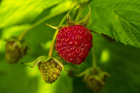 lampone, frutta, natura, estate, bacca, colore verde, crescita, foglia, rosso, freschezza, parte vegetale, cibo e bevande, cibo, mangiare sano, pianta, avvicinamento, benessere, concentrarsi sulle conoscenze acquisite, nessuno, bellezza nella natura, giorno, frutti di bosco, all'aperto, maturo, 5K, CC0, dominio pubblico, privo di copyright