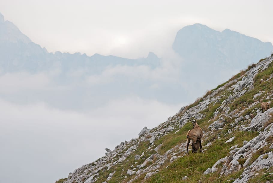 Brun, bjerggeder, ved siden af, top, 4-legged, dyr, bjerg, hvid, skyer, dagtimerne, Sky, klippe, vild, græs, bjergged, ged, tåge, hjort, impala, antilope, stenet bakke, hældning, natur, scenics - natur, skønhed i naturen, bjergkæde, ikke-urbane scene, himmel, miljø, dag, rolig scene, solid, ro, landskab, sky - himmel, eventyr, rock-objekt, udendørs, ingen mennesker, bjergtop, formation, 4K