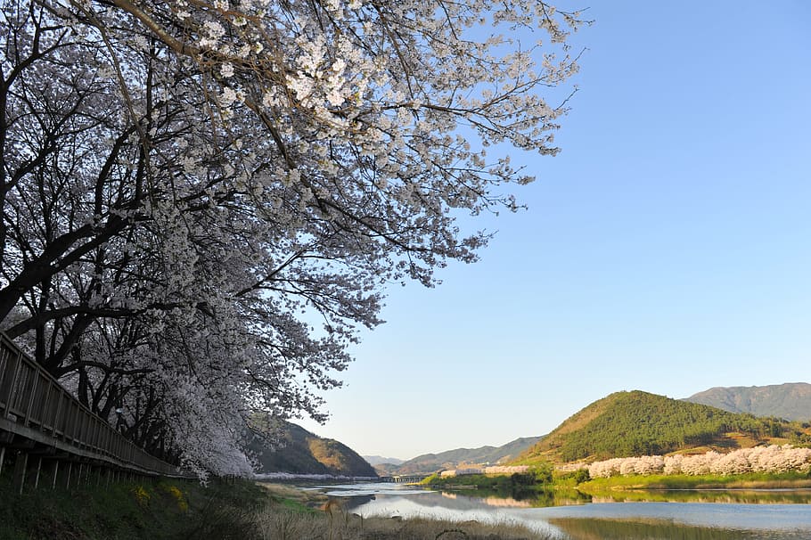 primavera, seomjin, gaudir de cirera, arbre, planta, bellesa a la natura, naturalesa, aigua, cel, cel clar, flor, escenics - natura, cap gent, llac, paisatge, muntanya, branca, tranquil·litat, planta amb flors, flor de cirerer, a l'aire lliure, cirerer, 4K