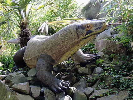 overvåge, firben, plast, dyr, Varanus, krybdyr, dyreliv, vild, natur, farligt, trække på, rovdyr, fare, leder, arter, herpetology, eksotisk, truede, biologi, zoologi, asiatisk, Brun, aggressiv, stor, fauna, et dyr, dyre temaer, dyr i naturen, hvirveldyr, plante, solid, træ, ingen mennesker, rock-objekt, klippe, dag, kigger væk, tæt på, vækst, udendørs, leguan, dyre skala, 4K, CC0, offentligt domæne, royaltyfrie