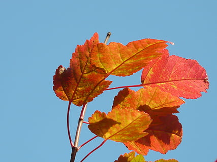 Feuer, Ahorn, klein, Blatt, Feuerahorn, rot, kleines Blatt, Herbstlaub, acer tataricum subsp ginnala, rötlich, Orange, Dreispitz Ahorn, Amur Ahorn, Amurahorn, 3 gelappt, akuminieren, Herbstfarbe, hell, tatar quilt maple, acer tataricum, tatarischer Ahorn, Steppahorn, Ginnala, acer, Soapberry Pflanze, Sapindaceae, Herbst, Blau, Natur, Veränderung, Himmel, Pflanzenteil, Schönheit in der Natur, klarer Himmel, Pflanze, orange Farbe, keine Leute, Tag, Flachwinkelansicht, Nahansicht, Baum, Wachstum, draußen, Sonnenlicht, Ruhe, Blätter, Ahornblatt, natürlicher Zustand, 2K, CC0, gemeinfrei, lizenzfrei