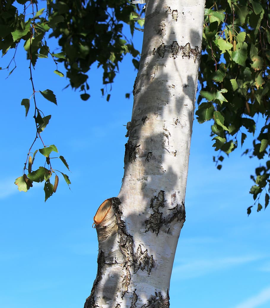 arbre, bedoll, tronc, blanc, tronc de bedoll, branques, sol, cel, blau, humor, detall, tronc de l'arbre, naturalesa, cap gent, part de la planta, planta, vista d’angle baix, dia, creixement, a l'aire lliure, branca, llum solar, bellesa a la natura, tranquil·litat, centrar-se en primer pla, alta - alta, full, 5K