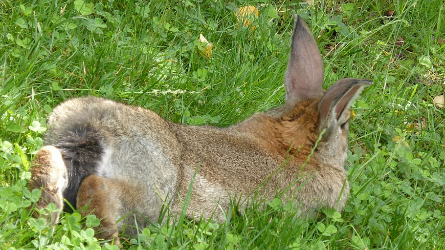 conill, marró, estirat, cua, animal, llebre, conill, marró, nager, pell, jardí, llarga orellada, descans, orelles, Pasqua, herba, un animal, animals a la natura, temes d'animals, dia, fauna animal, mamífer, planta, vertebrats, color verd, naturalesa, camp, terra, animals domèstics, relaxació, cap gent, nacional, mascotes, creixement, a l'aire lliure, herbívors, 4K