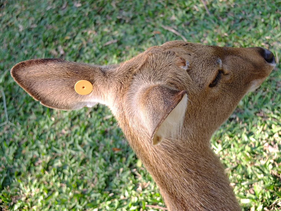 oor, hert, beest, dieren, wilde leven, dierentuin, één dier, dierlijke thema's, dier, zoogdier, gewerveld, geen mensen, dierenleven, fabriek, dieren in het wild, land-, dag, veld-, detailopname, natuur, huisdieren, huiselijk, katachtig, kat, focus op de voorgrond, dierenkop, snorhaar, 4K