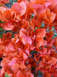 fiore, rosso, foglia, natura, foglia rossa, rosso, foglia, pianta, buganvillee, petalo, rosa, sfondi, fotogramma intero, colore rosa, pianta fiorita, bellezza nella natura, vulnerabilità, fragilità, avvicinamento, freschezza, infiorescenza, crescita, testa di fiore, nessuno, giorno, colore arancione, all'aperto, un mazzo di fiori, 4K, CC0, dominio pubblico, privo di copyright