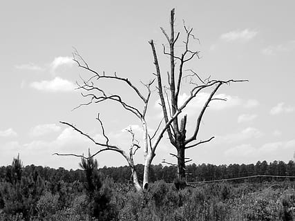 Baum, b w, allein, tot, Pflanze, Himmel, kahler Baum, Ruhe, Land, Natur, wolke - himmel, Umgebung, Schönheit in der Natur, Szenen - Natur, keine Leute, Landschaft, Tag, Feld, ruhige Szene, Nicht-städtische Szene, Wachstum, Ast, draußen, tote Pflanze, isoliert, trockenes Klima, 2K, CC0, gemeinfrei, lizenzfrei