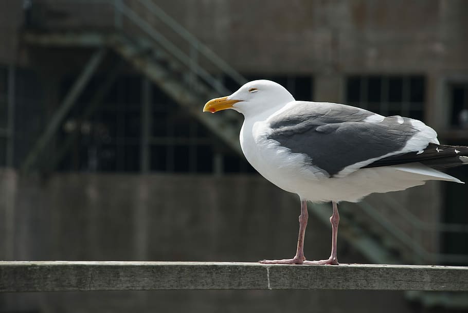 gaivota, vento frio, soledad, pico, frio, vento, retrato animal, natureza, animais, ave, penas, Veja, pássaro, um animal, temas animais, animais selvagens, animais em estado selvagem, ninguém, animal, vertebrado, corrimão, focar em primeiro plano, empoleirar, dia, vista lateral, arquitetura, Ave marinha, fechar-se, ao ar livre, bico, 4K