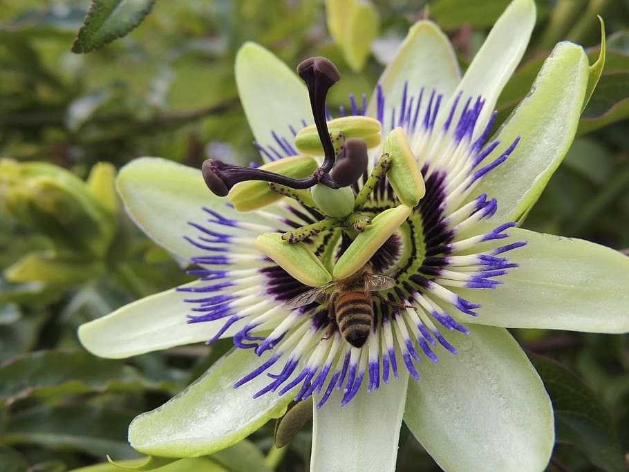 blühen, Biene, Pollen, Nektar, Gelb, Makro, schließen, Pflanze, Blume, Insekt, Sommer-, streuen, Natur, Flora, fliegende Insekten, Verletzlichkeit, blühende Pflanze, Zerbrechlichkeit, Frische, Blütenkopf, Blütenblatt, Schönheit in der Natur, Blütenstand, Wachstum, Nahansicht, Passionsblume, lila, Fokus auf den Vordergrund, Tag, keine Leute, 4K