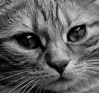 sølv tabby kat, kat, ansigt, tæt, udsigt, øjne, portræt, adidas, dyr verden, dyr, ansigtskat, kat ansigt, nuttet, Mieze, indenlandske kat, kæledyr, killing, hoved, ekspression, dyre temaer, et dyr, indenlandske, pattedyr, feline, husdyr, dyr kropsdel, bakkenbart, hvirveldyr, tæt på, dyr hoved, ingen mennesker, kigger på kameraet, dyr øje, øje, snude, dyre næse, dyre mund, tabby, 1080P, CC0, offentligt domæne, royaltyfrie