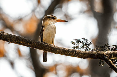 fugl perching, træ gren, grå, hvid, lang, beaked bird, træstamme, fugl, afdeling, træ, blad, blade, perching, Afrika, isfugl, dyr, dyre temaer, hvirveldyr, dyreliv, dyr i naturen, natur, et dyr, plante, ingen mennesker, fokus på forgrunden, udendørs, dag, skønhed i naturen, selektiv fokusering, tæt på, sollys, 4K, CC0, offentligt domæne, royaltyfrie
